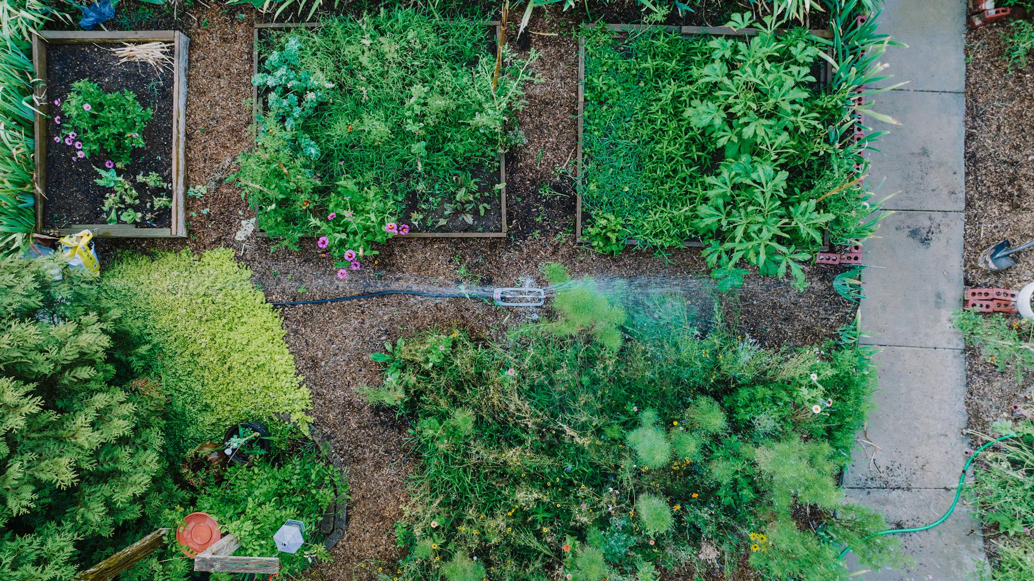 A vibrant overhead view of a lush urban garden with raised beds and a sprinkler system.